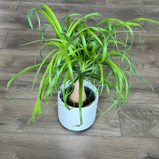 Beaucarnae recurvata 'Ponytail Palm'