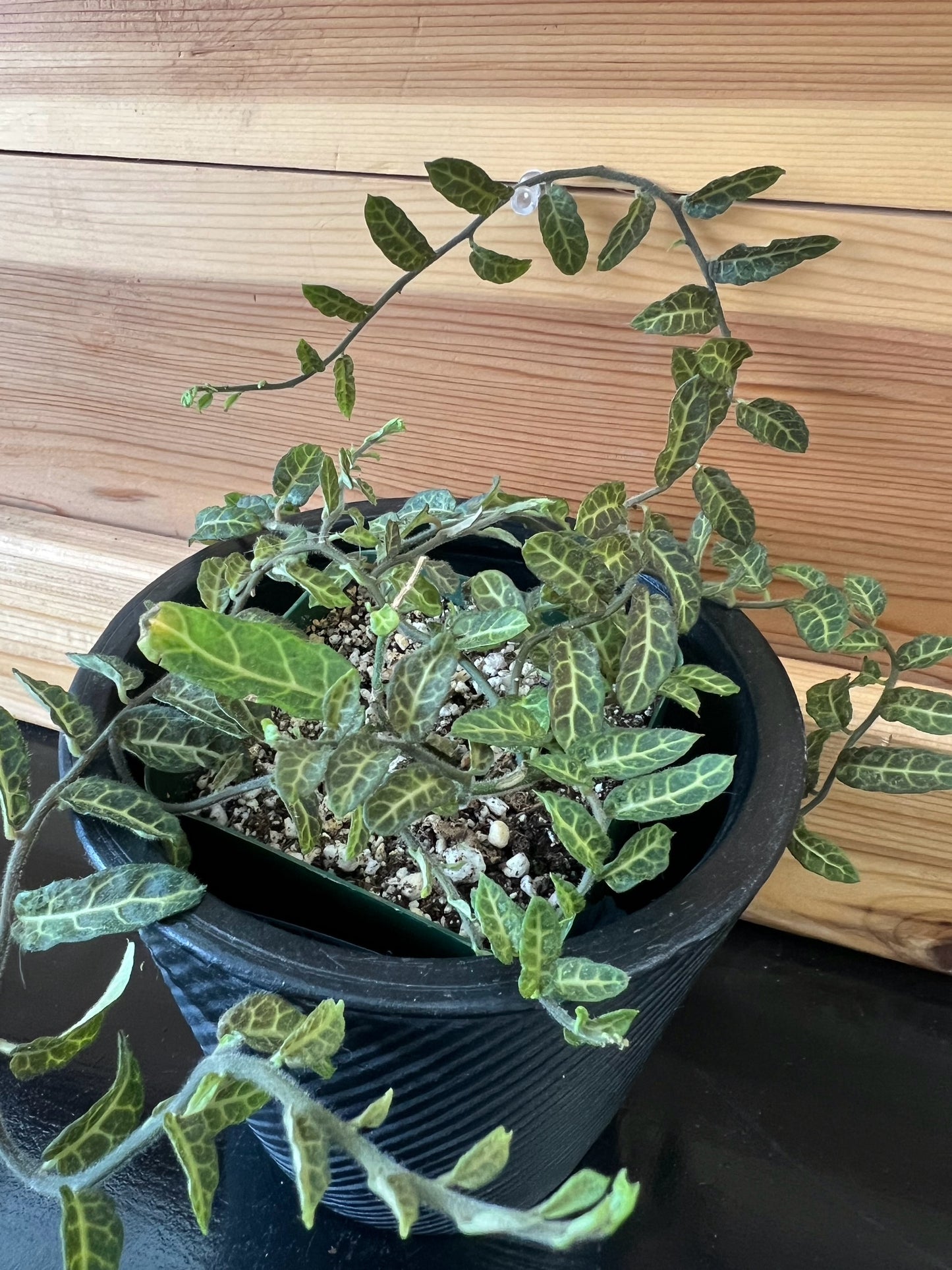 Solanum evolvlifolium