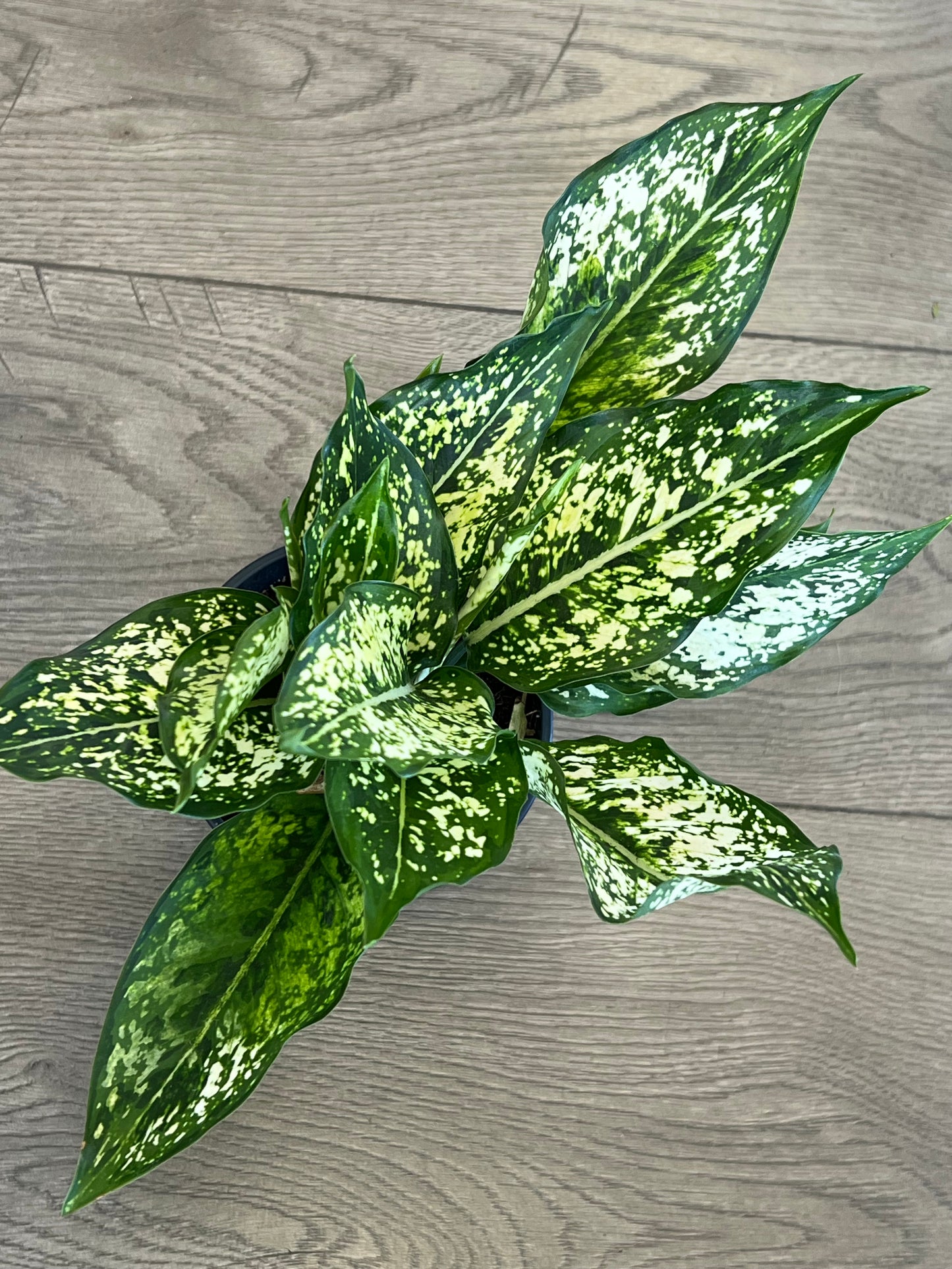 Aglaonema 'Spring Snow'