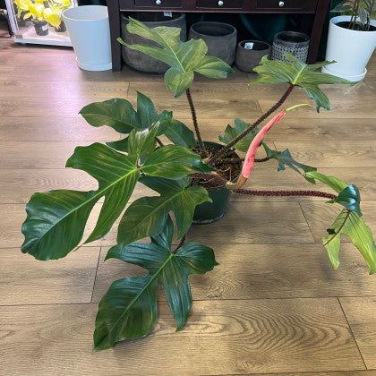 Philodendron squamiferum