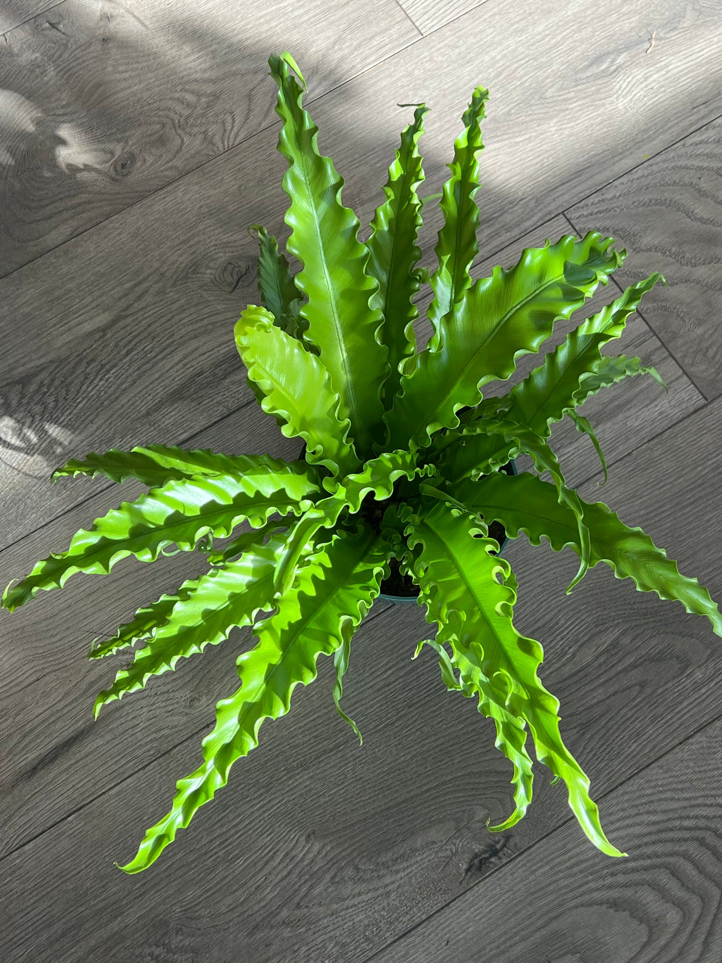 Asplenium antiquum 'Victorian Birds Nest'