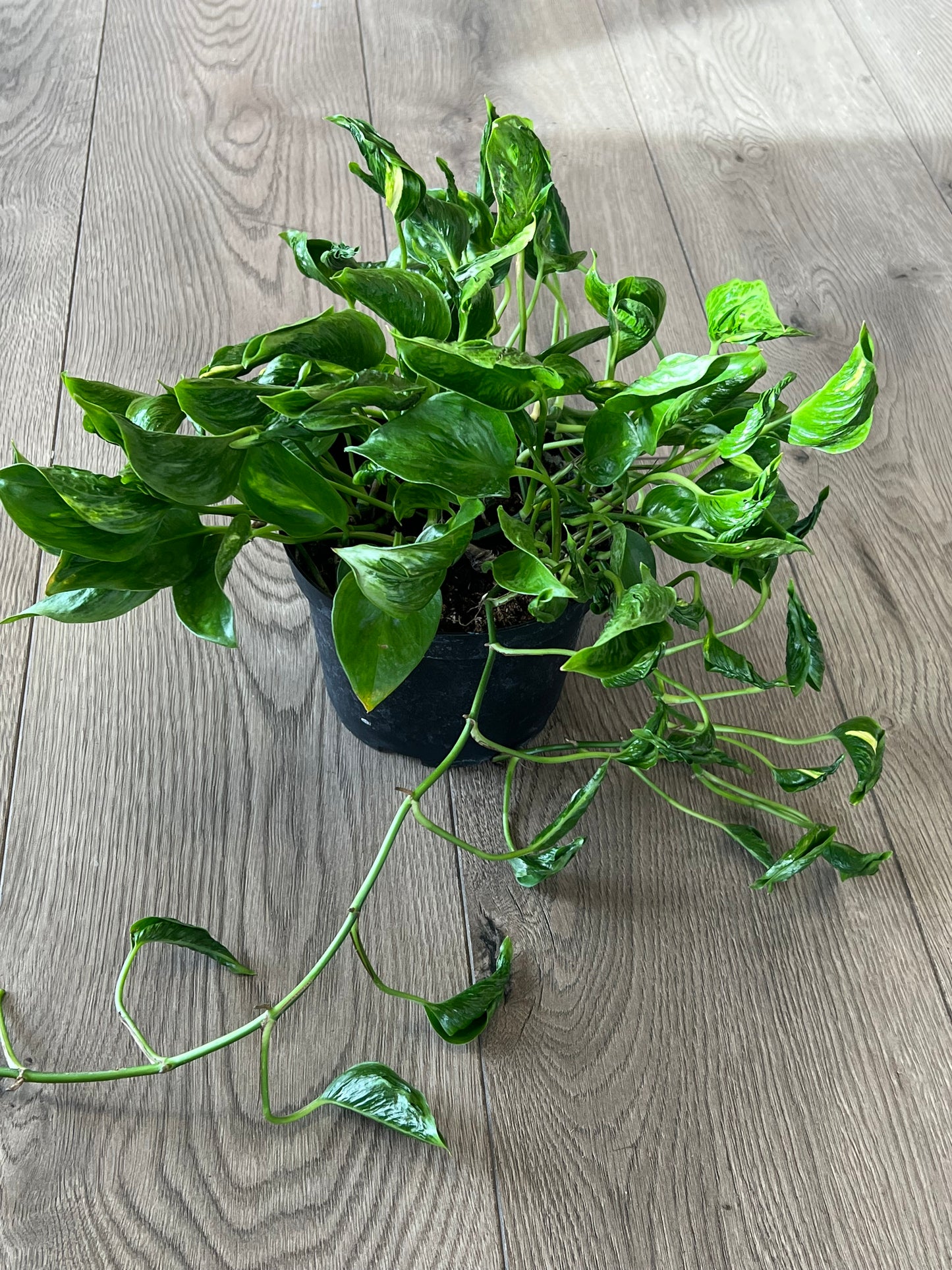 Epipremnun aur 'Shangri-La’