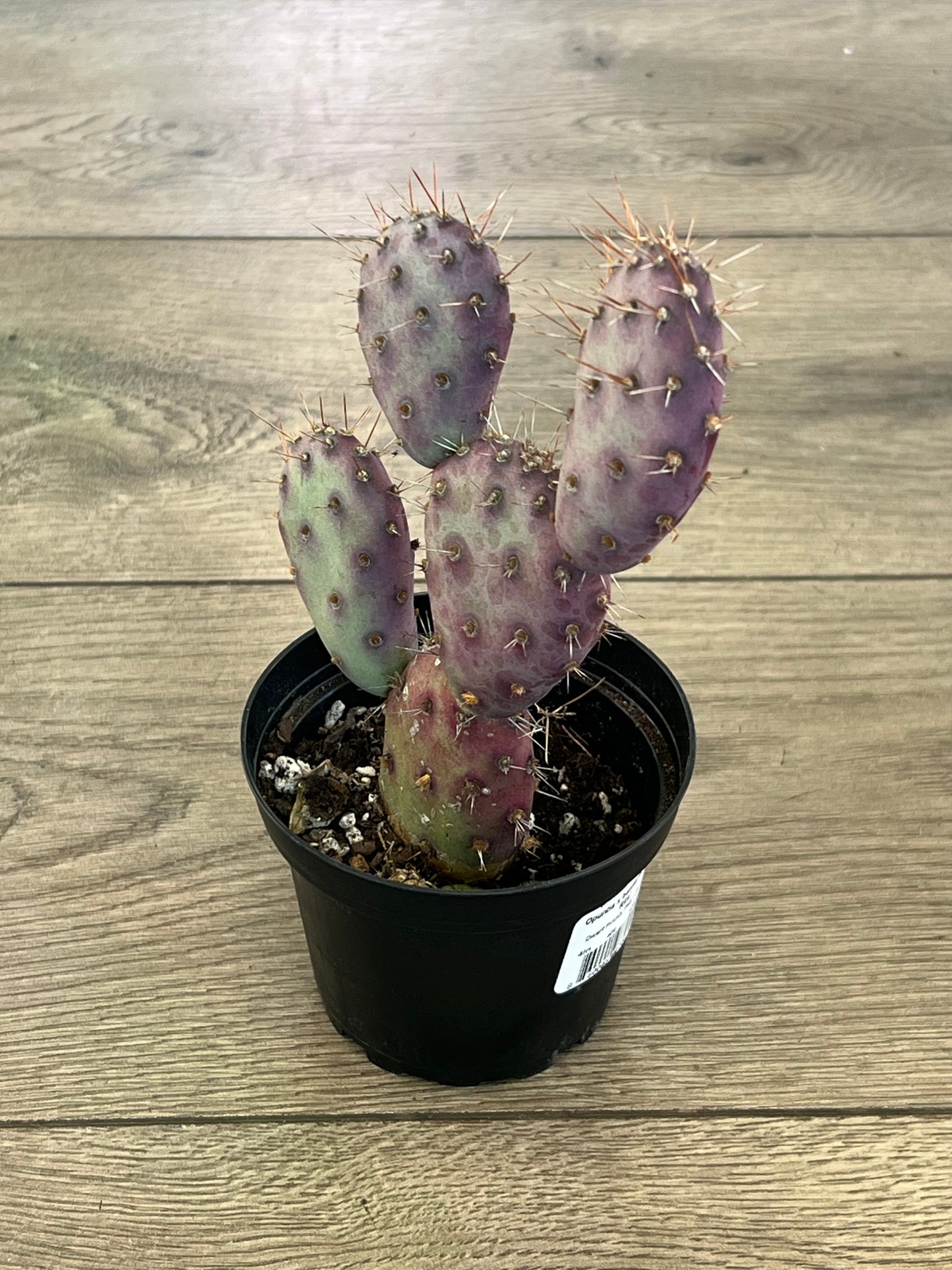 Opuntia x basilaris 'Dwarf Prickly Pear cactus'