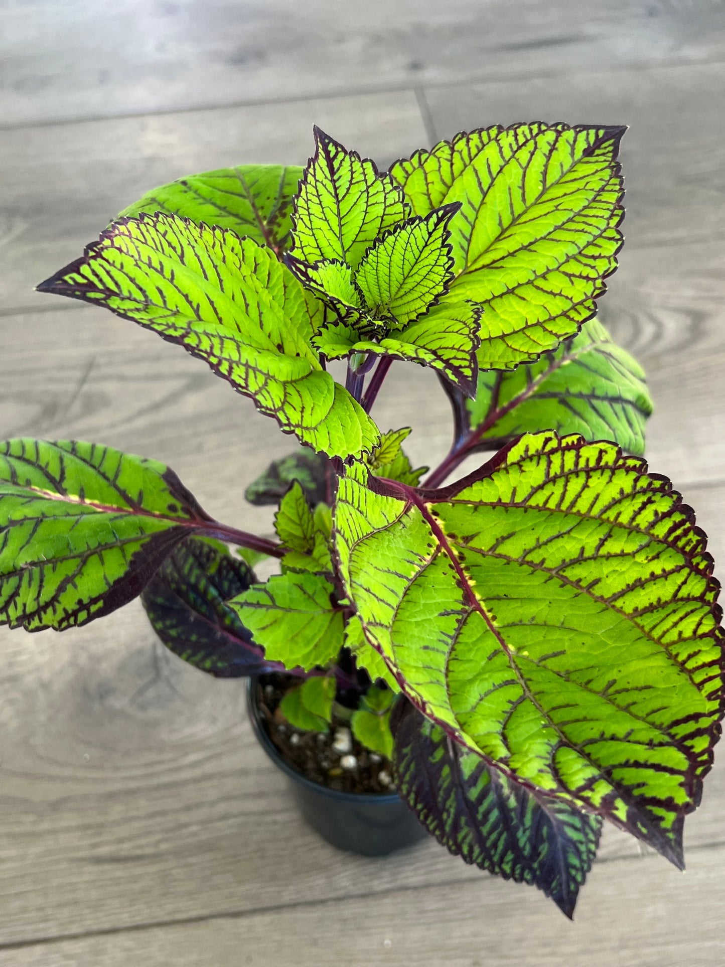 Coleus 'Fishnet Stockings'