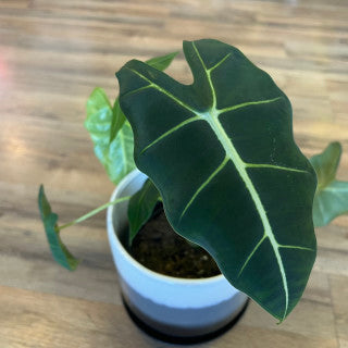 Alocasia 'Frydeck'