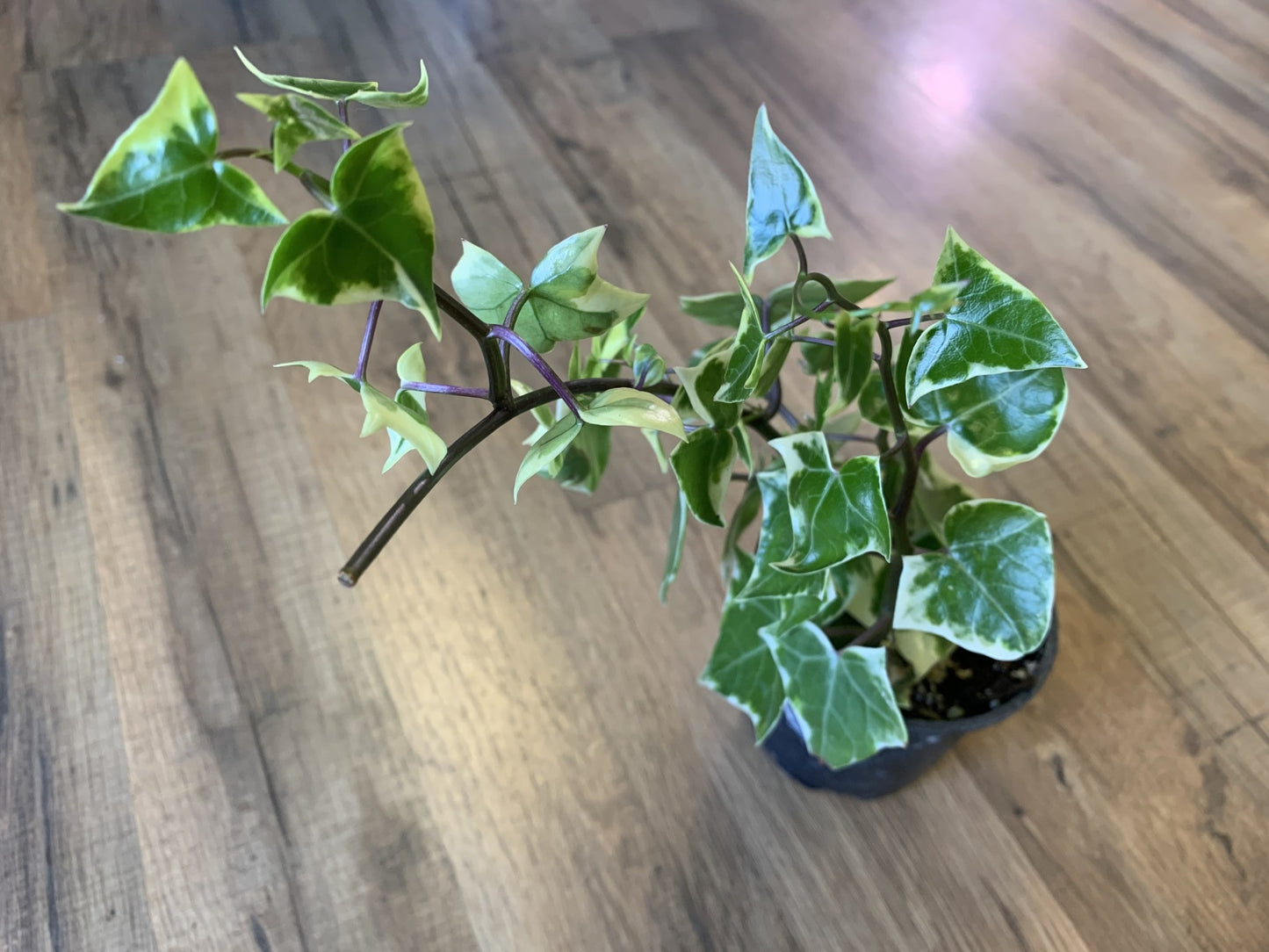 Senecio macroglossus 'Wax Ivy'