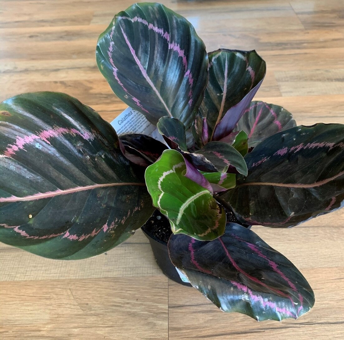 Calathea roseopicta 'Dotty'