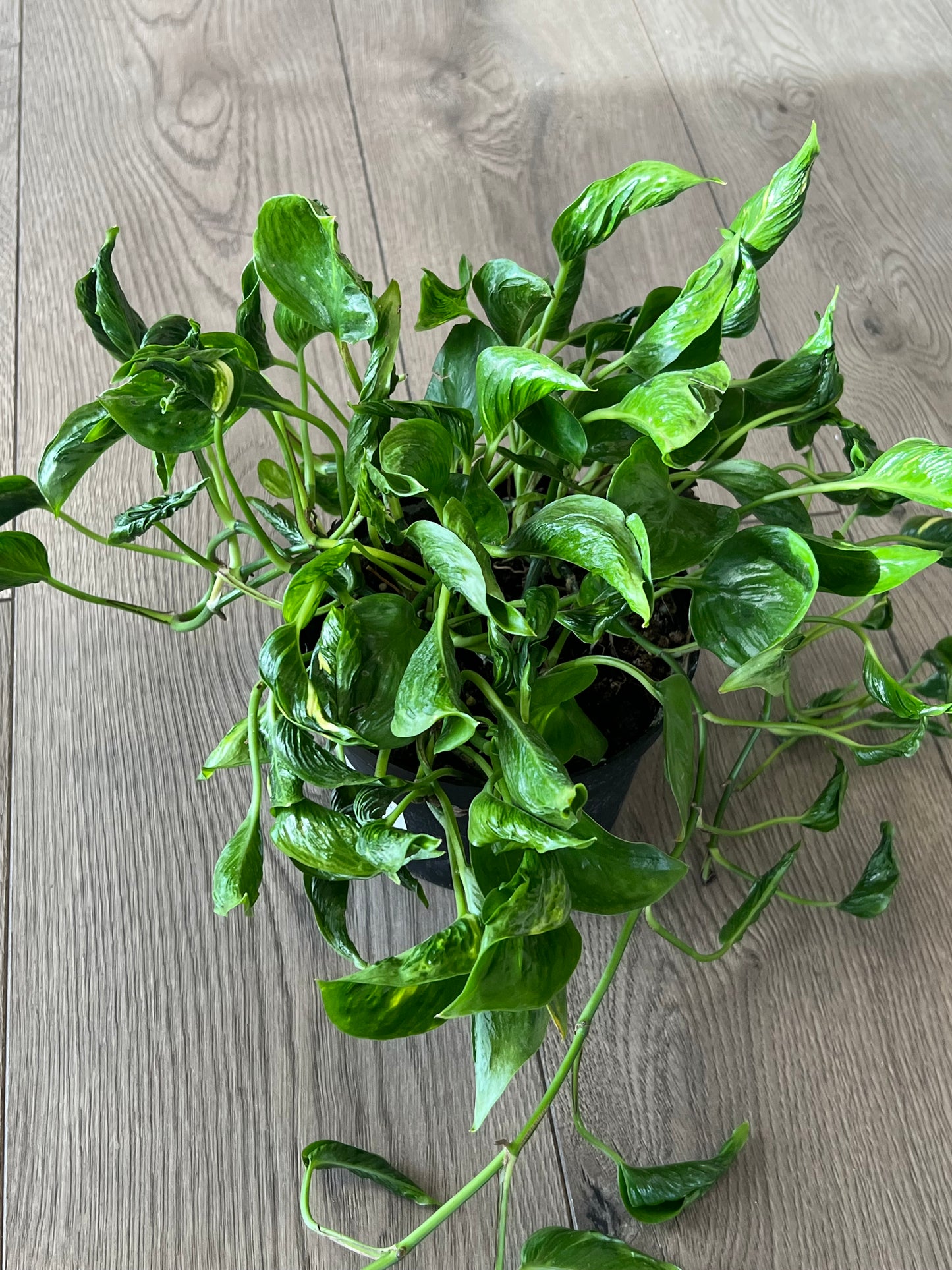 Epipremnun aur 'Shangri-La’