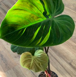 Philodendron rubri 'El Choco Red'