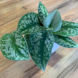 Scindapsus 'Exotica'