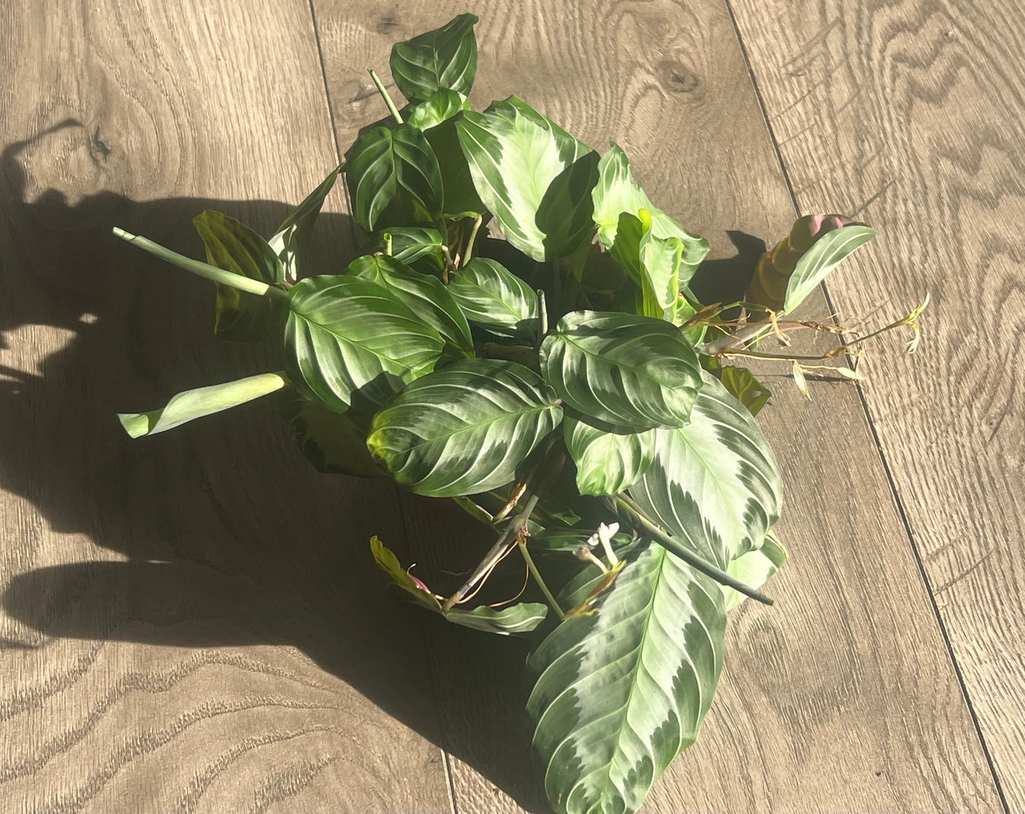 Maranta 'Prayer Plant Silver Band'