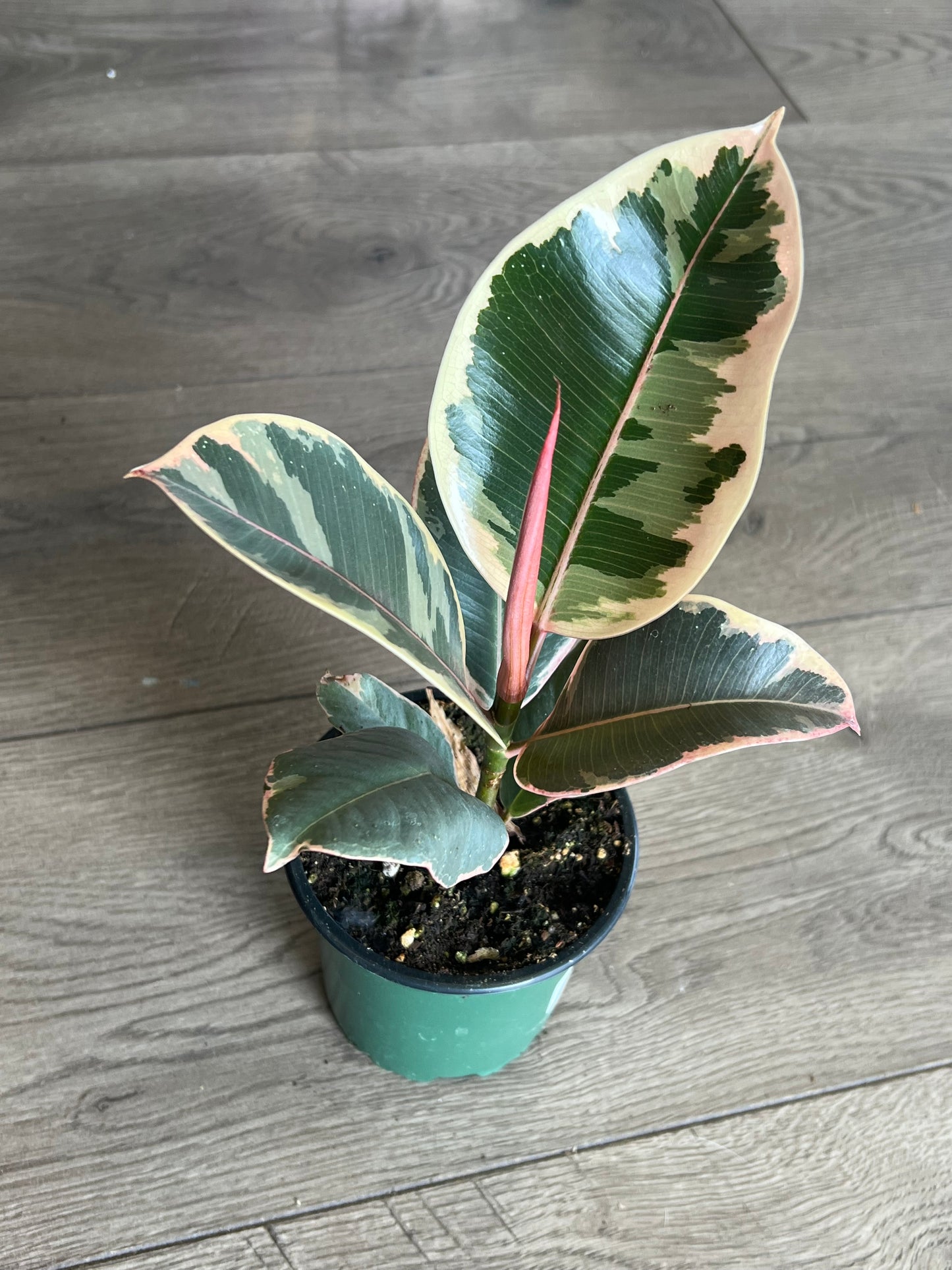 Ficus elastica 'Tineke Rubber tree'