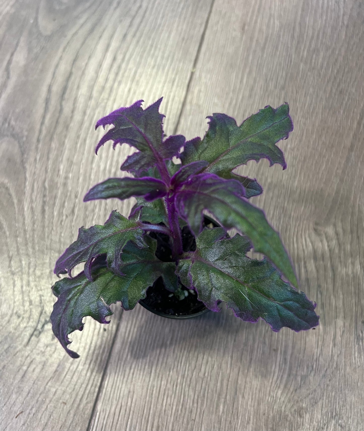 Gynura aurantiaca 'Purple Passion'