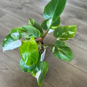 Philodendron 'White Princess'
