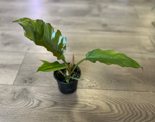 Philodendron ‘Pluto’