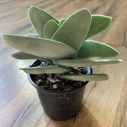 Crassula falcata 'Propeller plant'