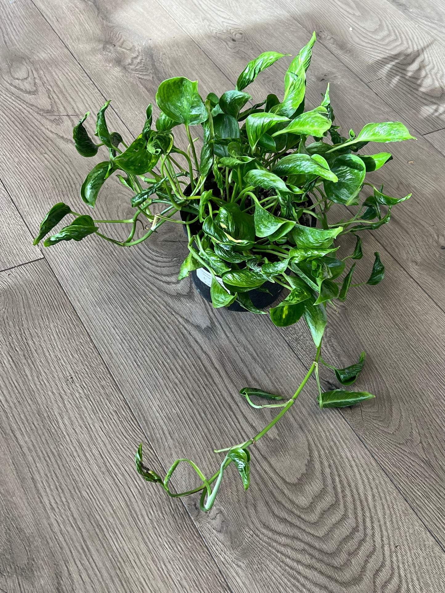 Epipremnun aur 'Shangri-La’