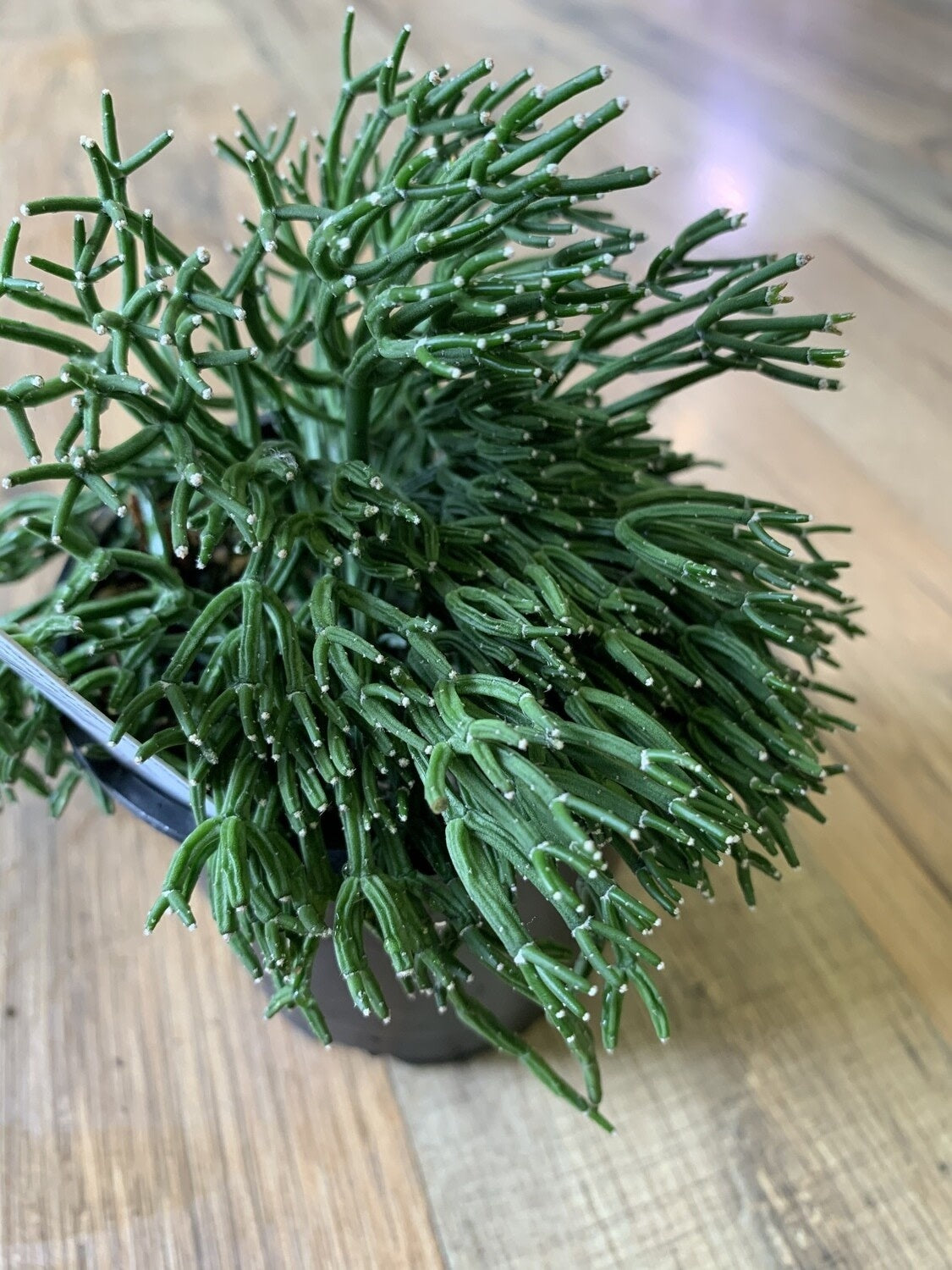 Hatiora salicornioides ‘Dancing Bones cactus’