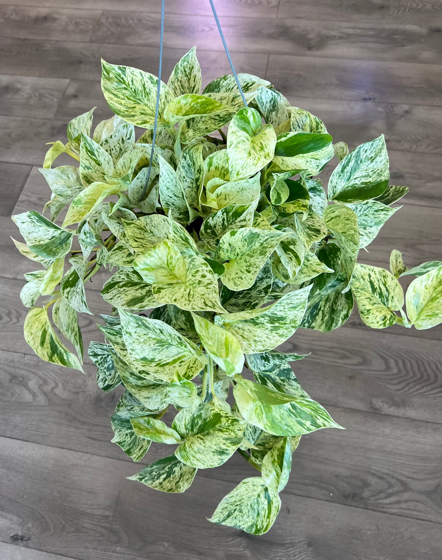 Epipremnum aureum 'Snow Queen Pothos'