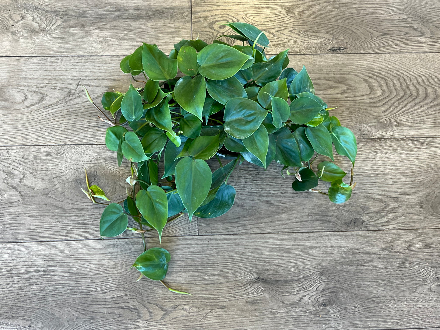 Philodendron cordatum 'Heart Leaf'