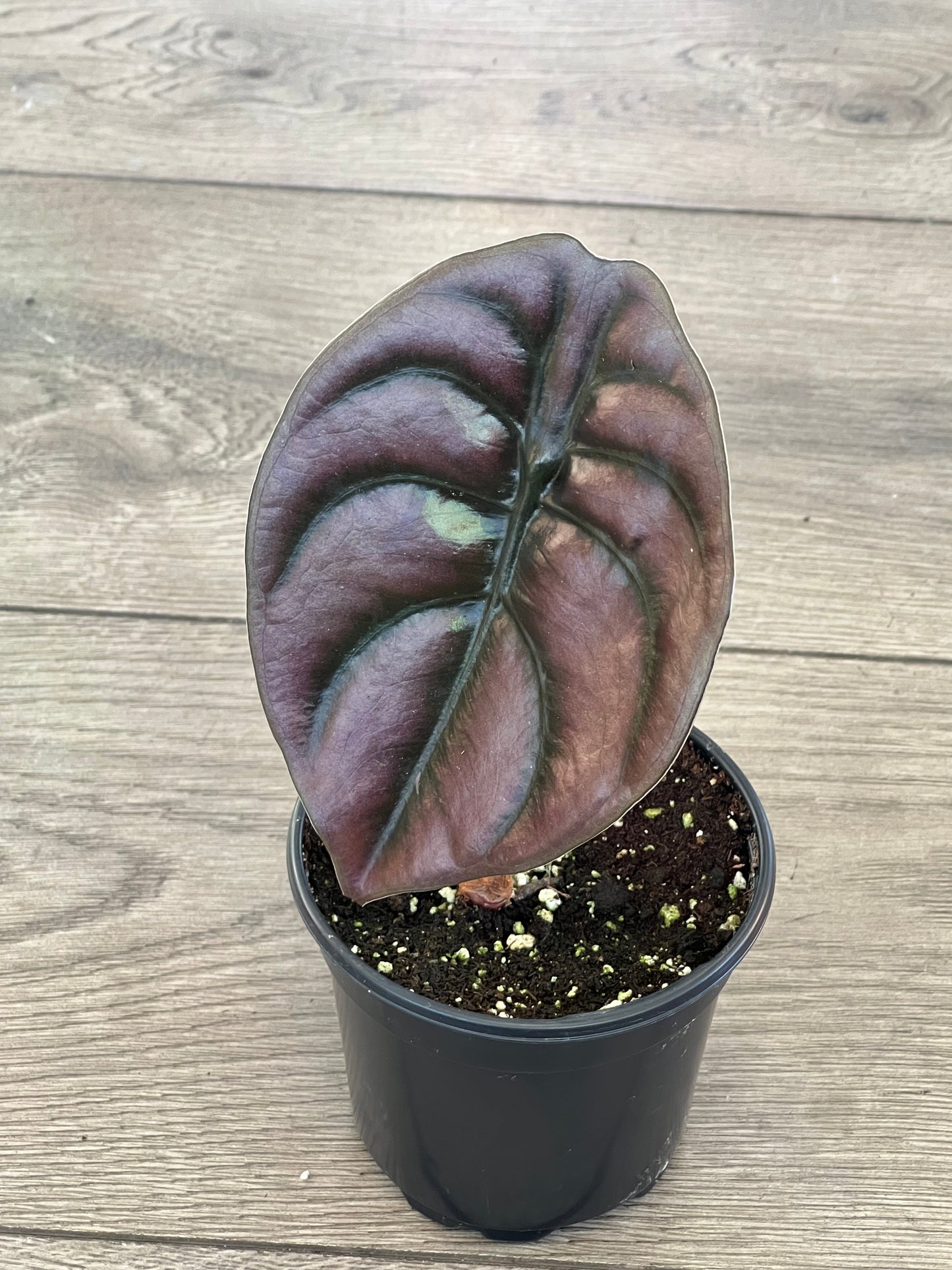 Alocasia 'Cuprea'