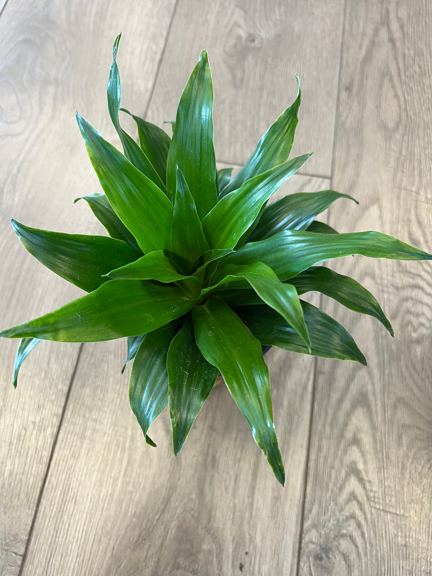 Dracaena 'Janet Craig'