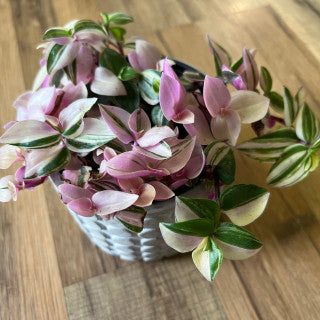 Tradescantia 'Pink Princess'