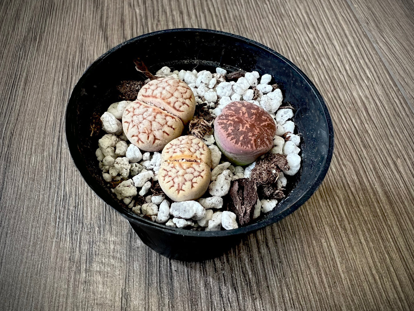 Lithops 'Living stone'