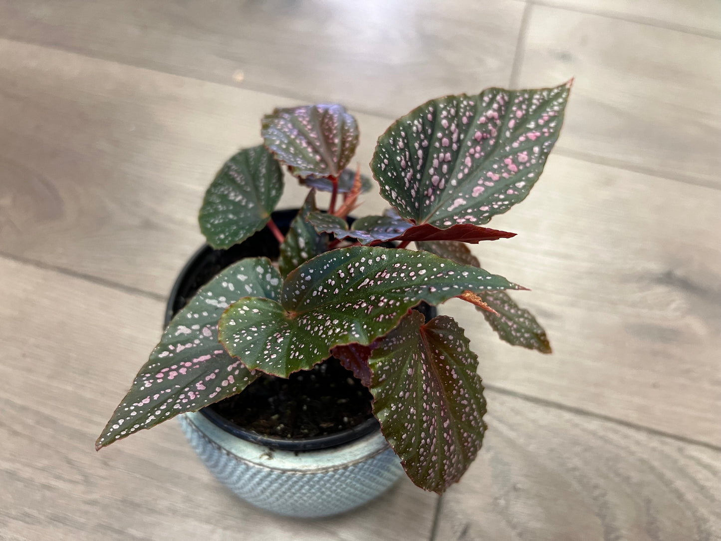 Angel Wing Begonia 'Maculata Pink Spot'