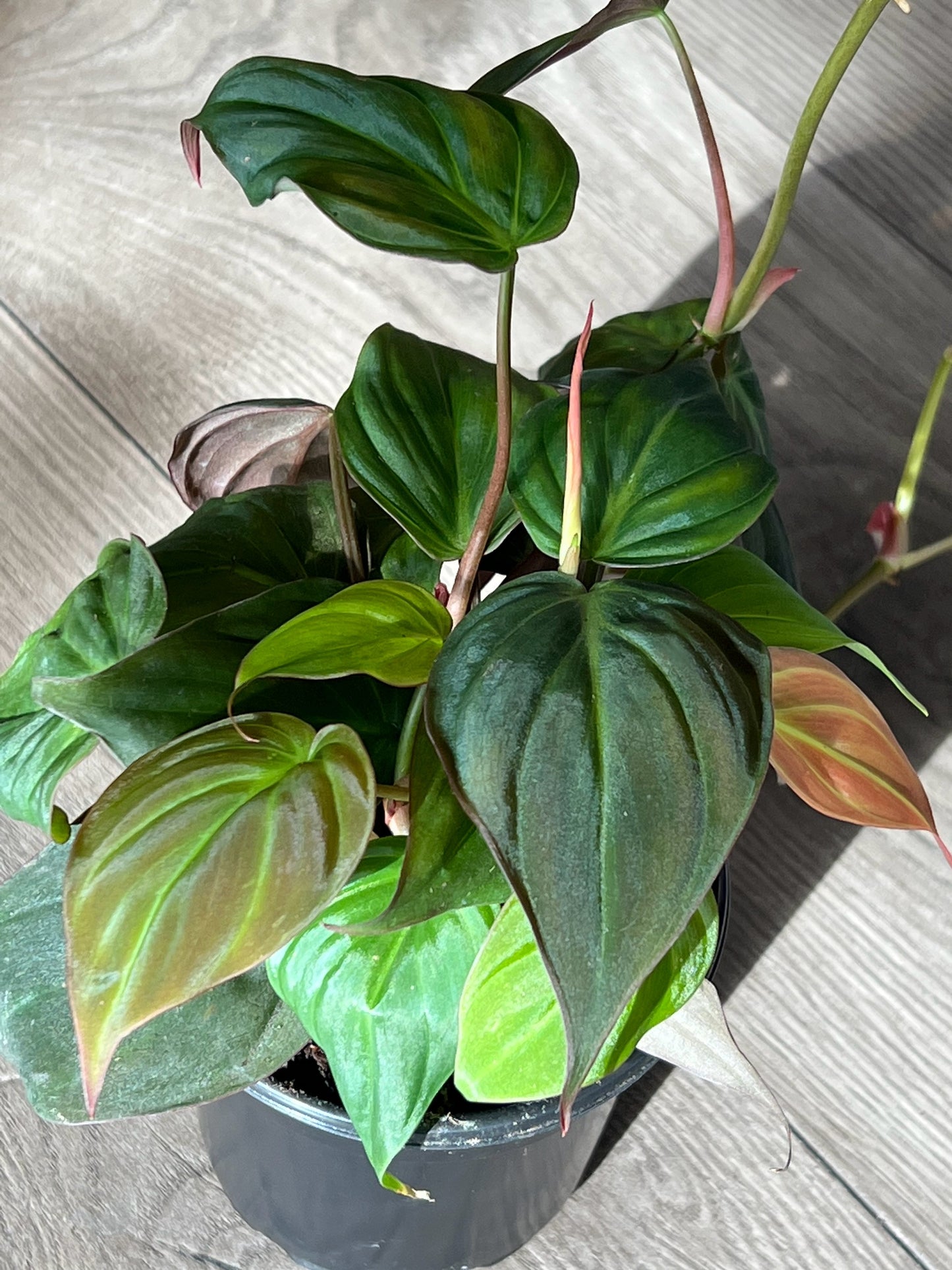 Philodendron Micans