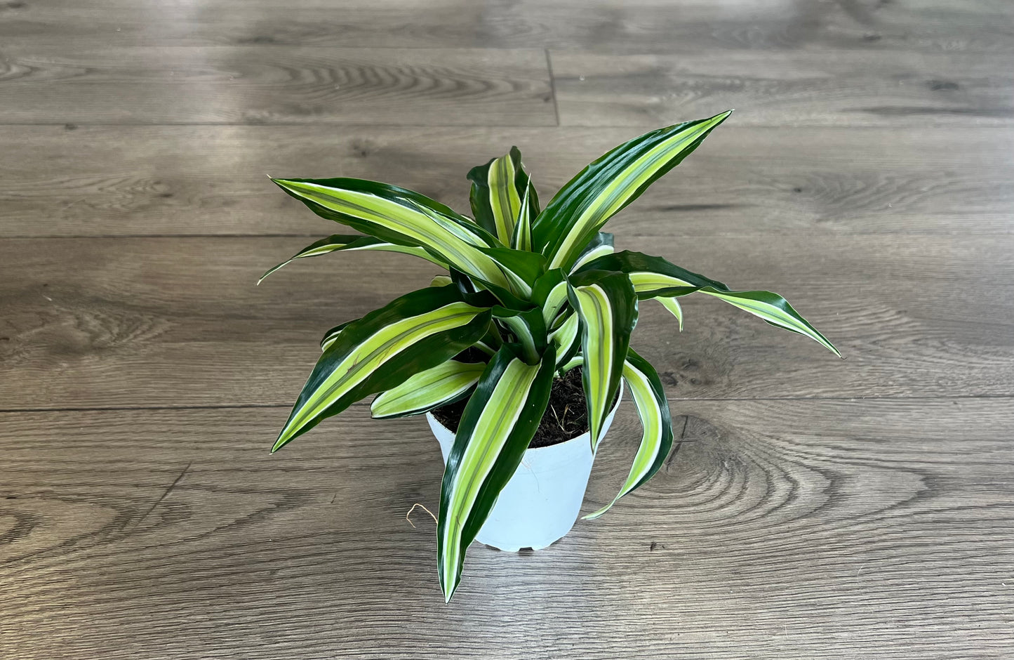 Dracaena ‘Malaika’