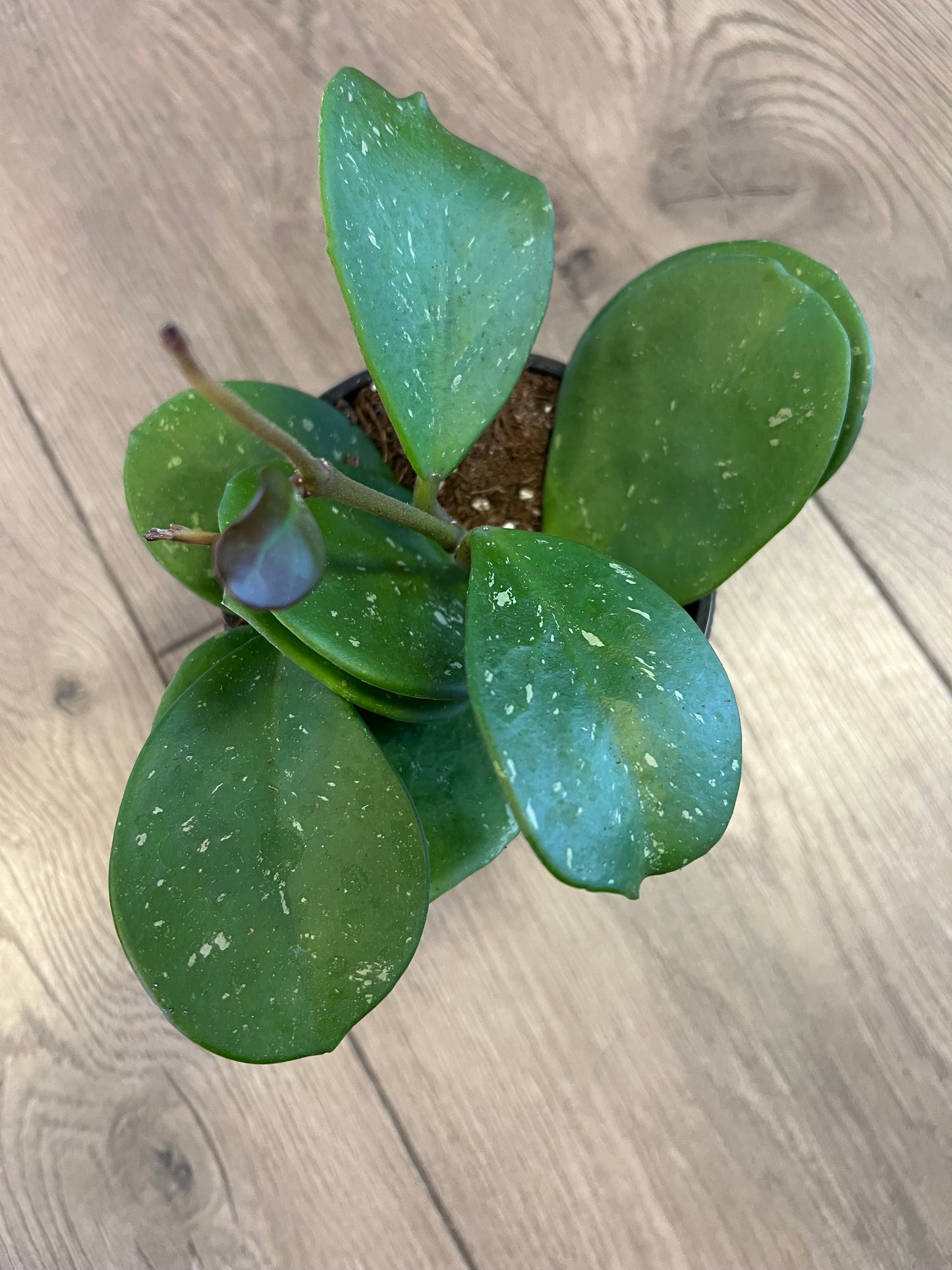 Hoya obovata
