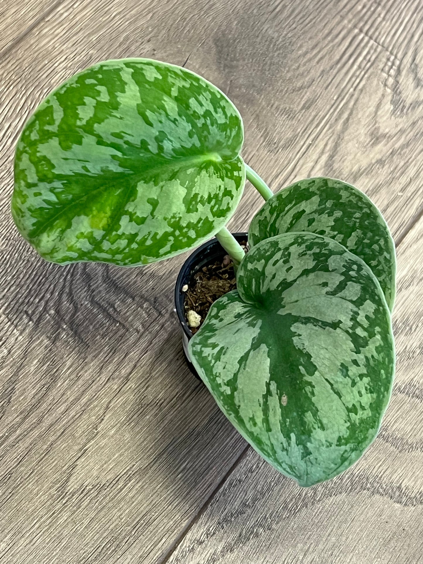 Scindapsus 'Exotica'