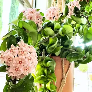 Hoya 'Compacta rope'