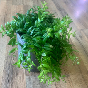 Aeschynanthus 'japhrolepsis lipstick'