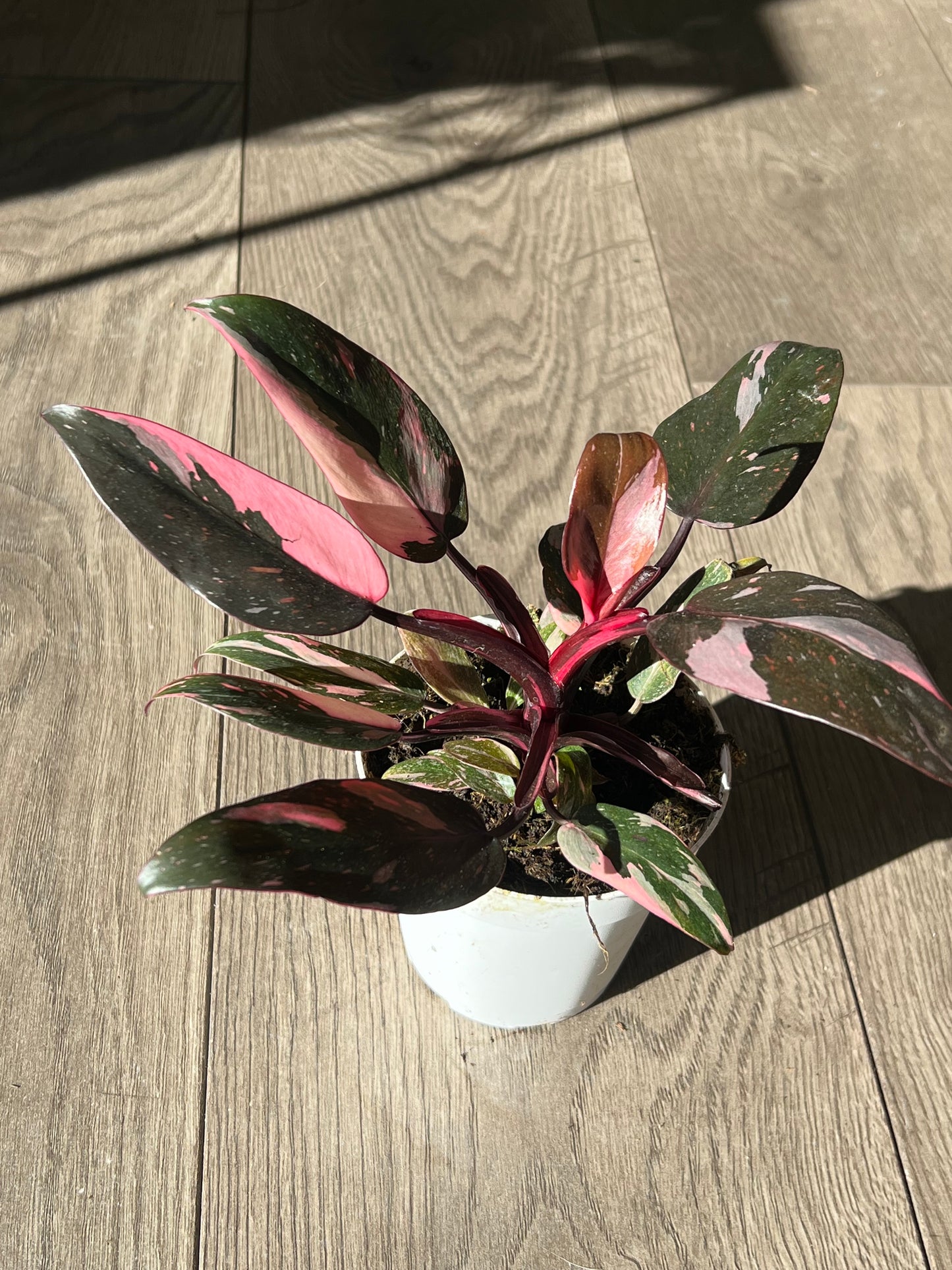 Philodendron Pink Princess