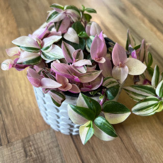 Tradescantia 'Pink Princess'