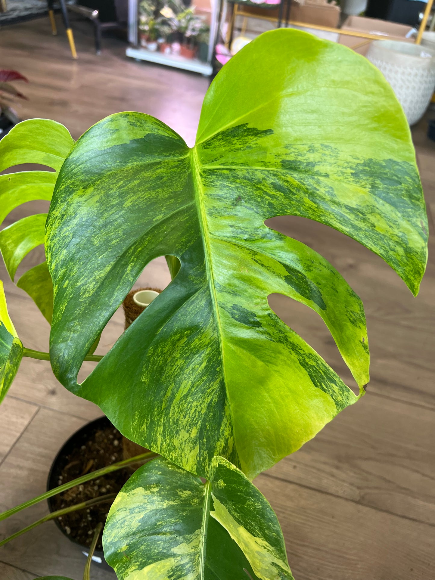 Monstera deliciosa aurea