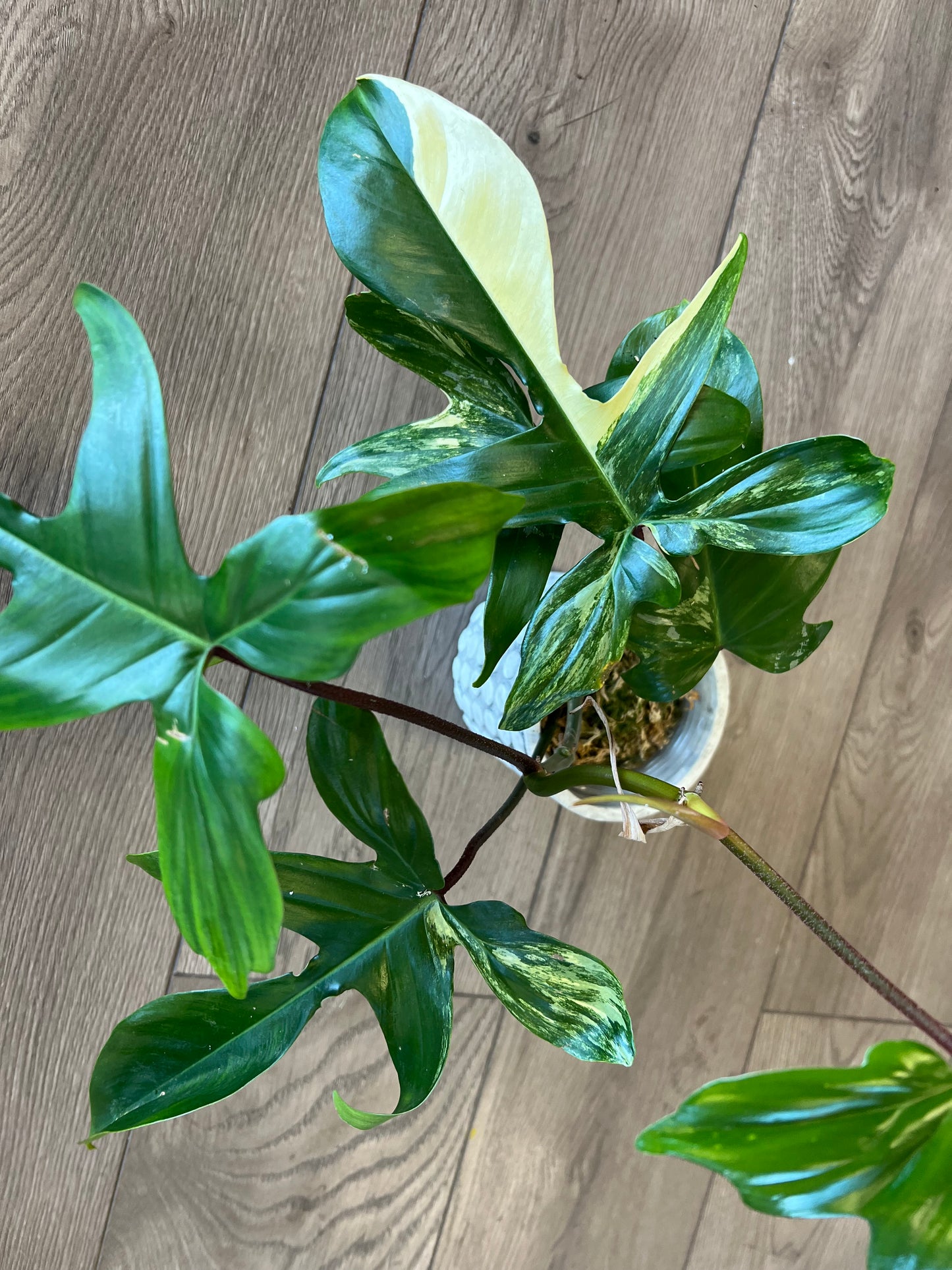 Philodendron 'Florida Beauty'