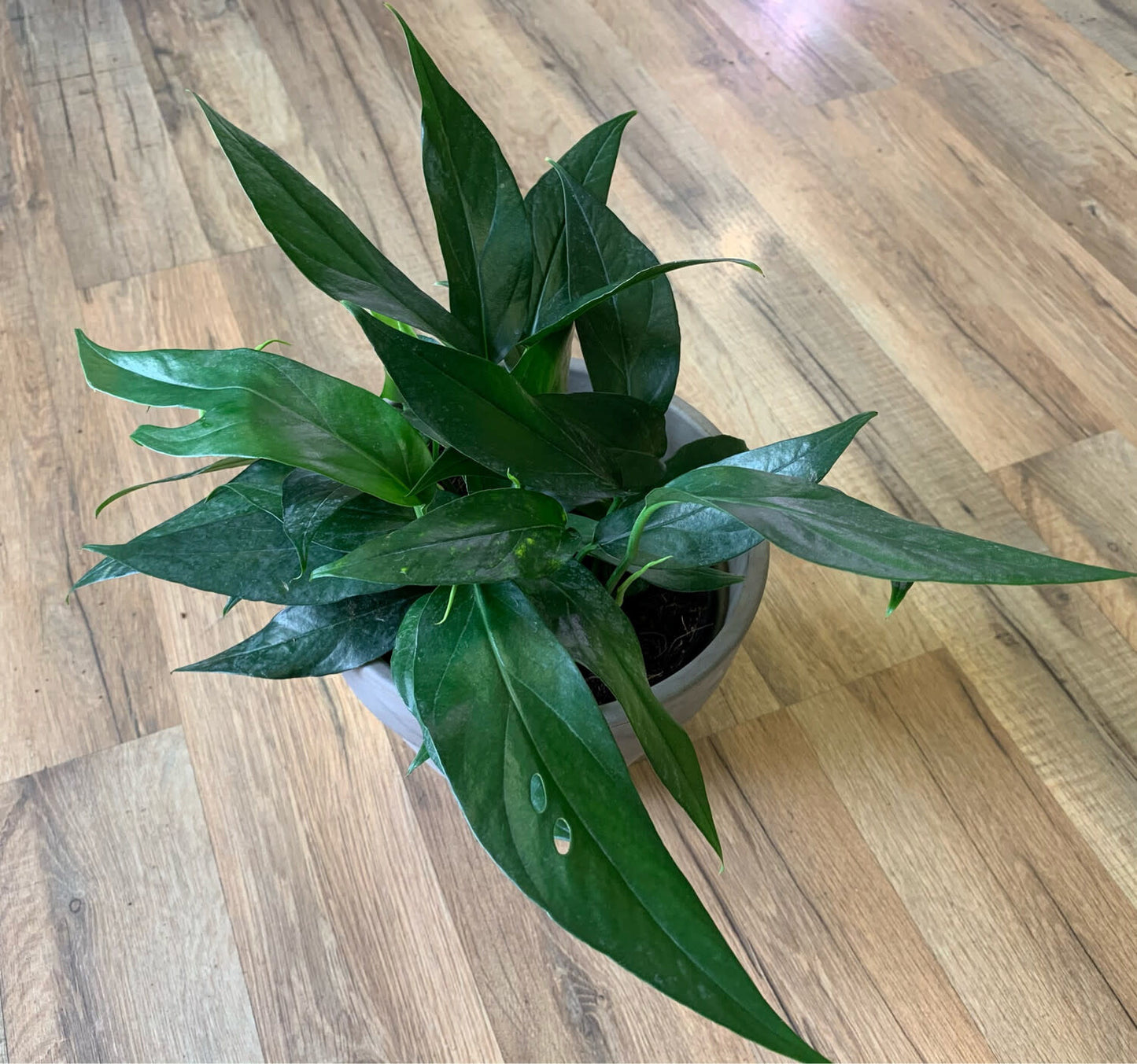 Epipremnum Pinnatum 'Baltic Blue'