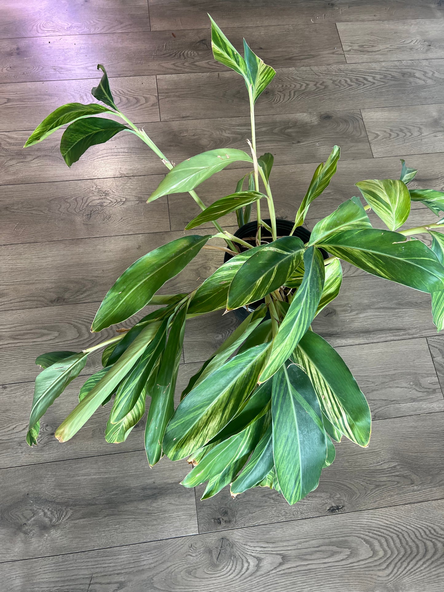 Alpinia zerumbet 'Ginger Variega'