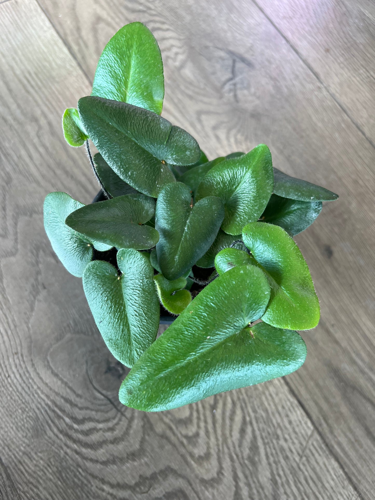 Hemipnitis arifolia 'Heart Fern'