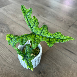 Alocasia 'Jacklyn'