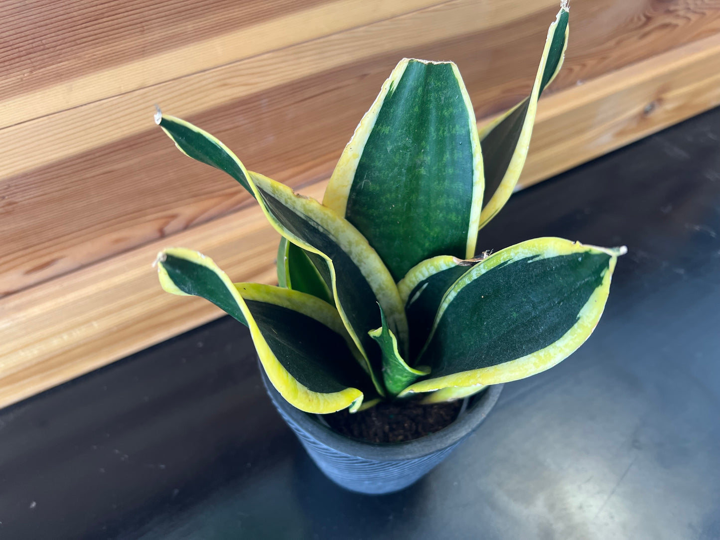 sansevieria 'Black Gold Superba snake plant’