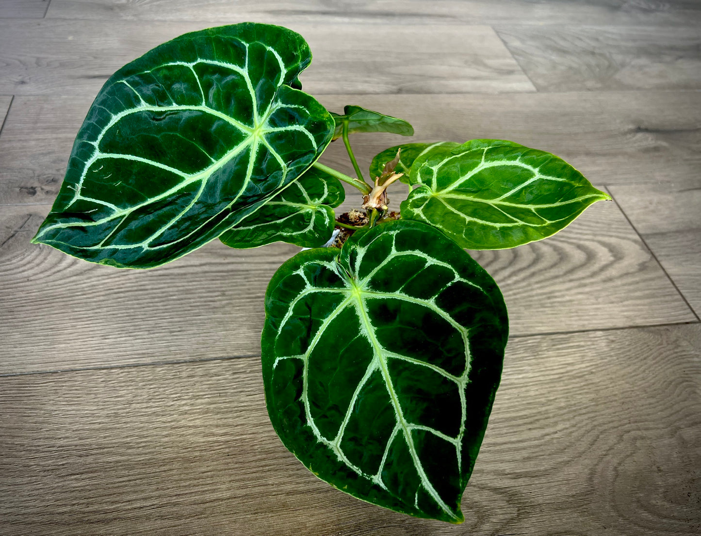 Anthurium 'Crystallinum'