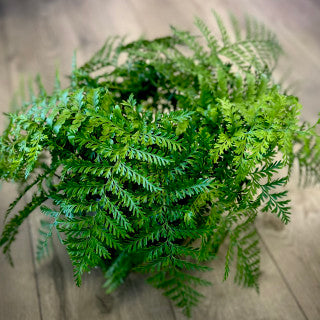 Asplenium Parvati 'Mother fern'