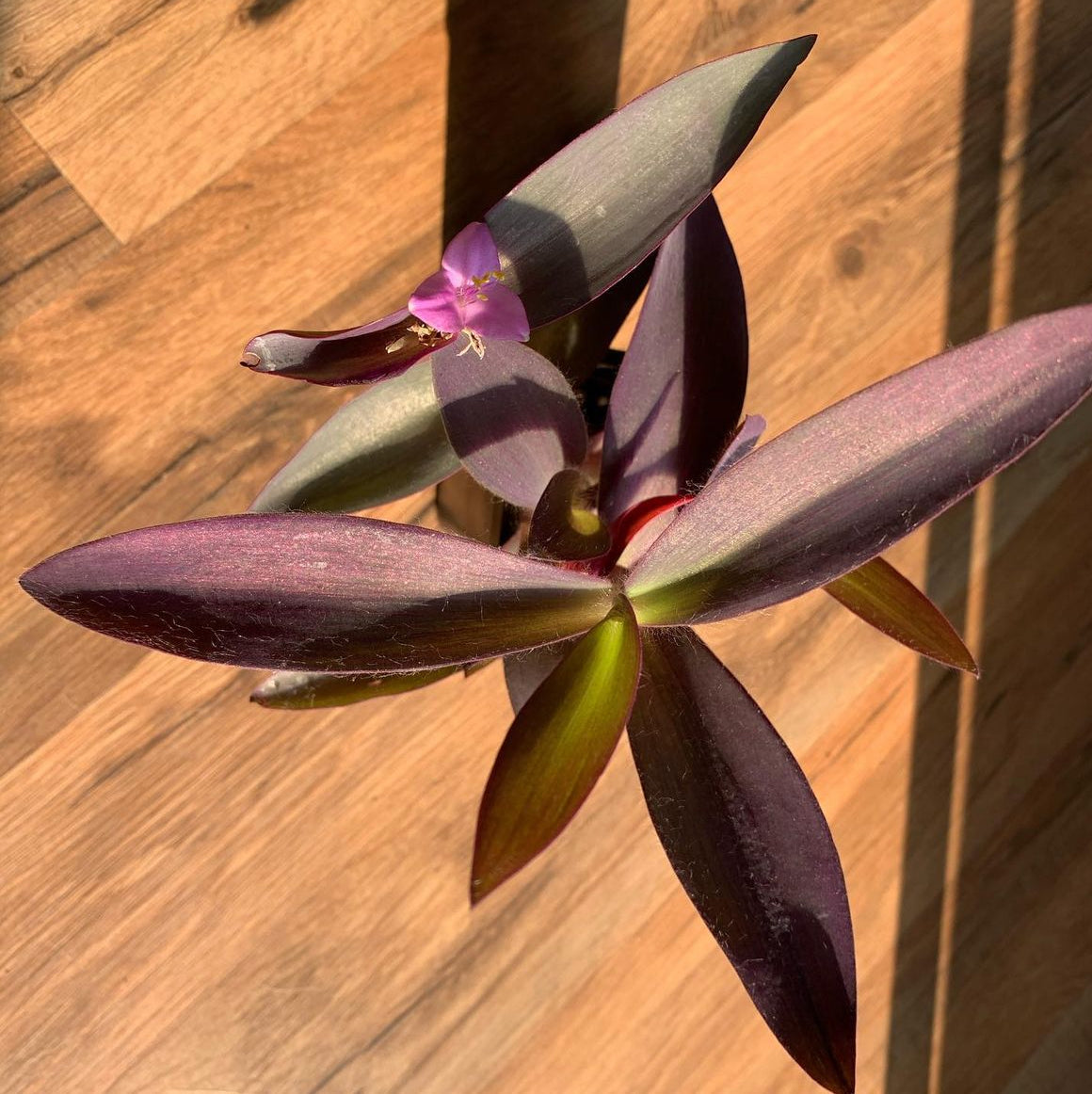 Tradescantia ‘Purple Heart’
