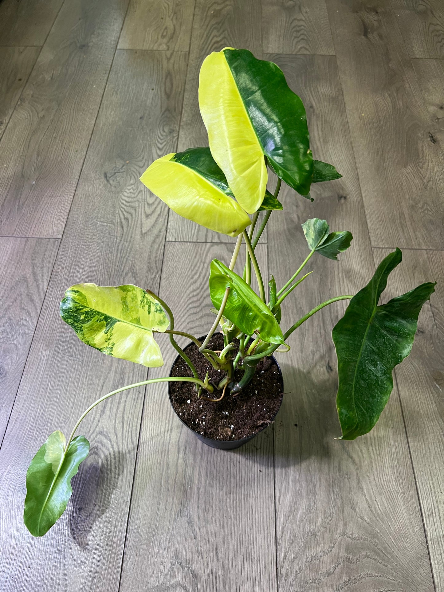 Philodendron 'Burle Marx Varigated'