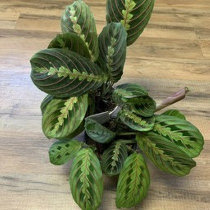Maranta 'Prayer Plant Red'