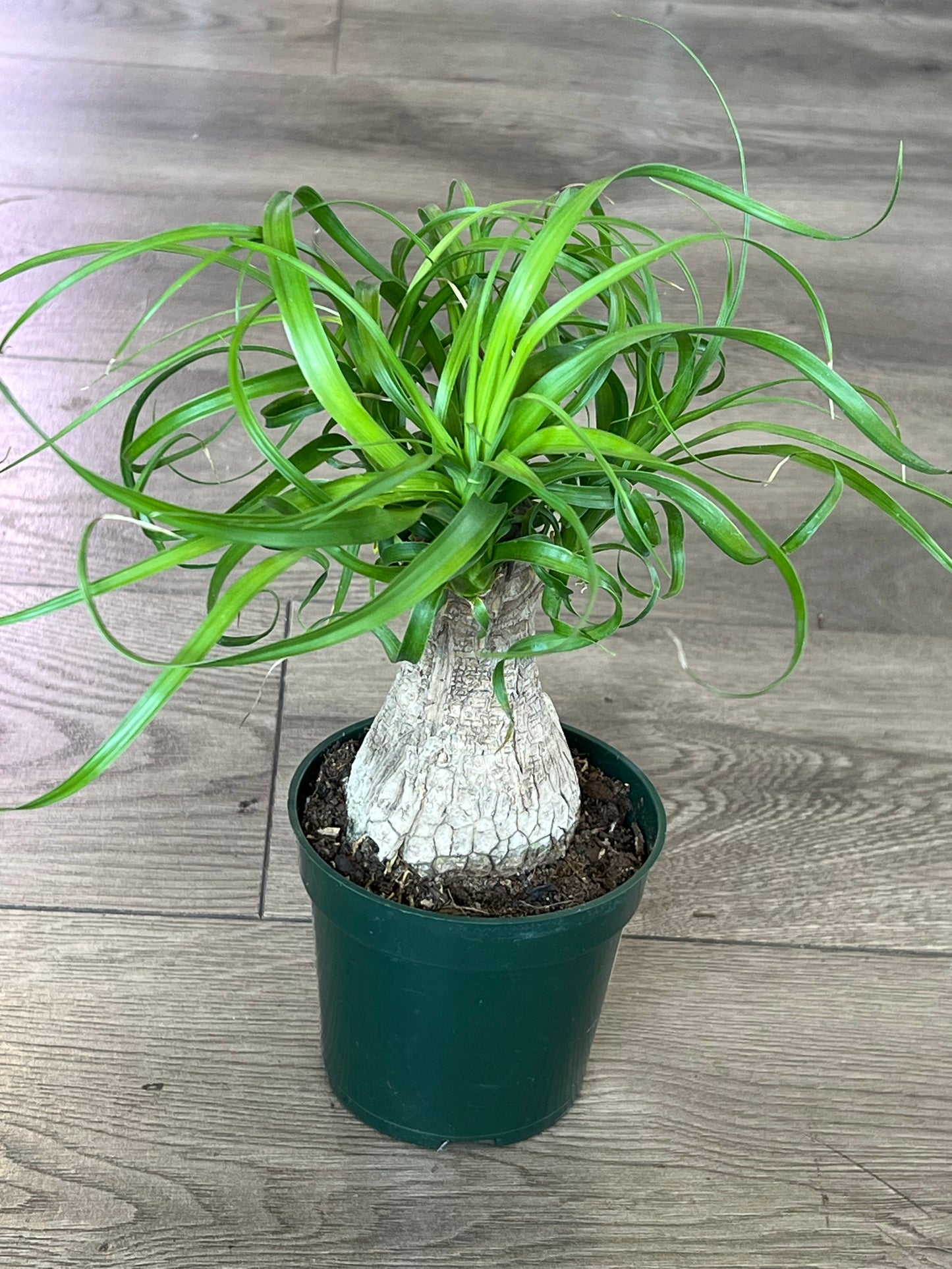 Beaucarnae recurvata 'Ponytail Palm'